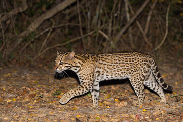 Ocelot (Leopardus pardalis) at night, Pantanal, Mato Grosso, Brazil