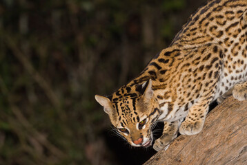 Ocelot (Leopardus pardalis) at night, Pantanal, Mato Grosso, Brazil