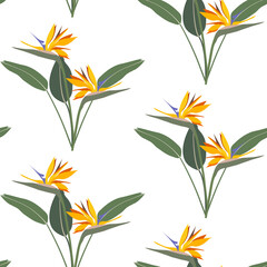 Seamless tropical pattern with strelitzia on a white background. Vector illustration.