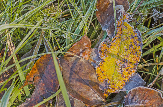 ?arpet of fallen forest leaves. Background with colorful autumn leaves