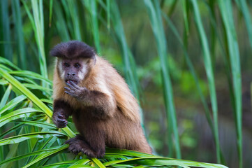 Tufted capuchin (Cebus apella), also known as brown capuchin, black-capped capuchin in a palm tree, Mato Grosso do Sul, Brazil