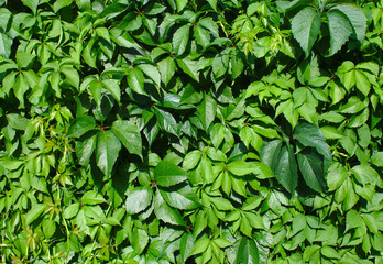 grüne Blätter an einer Wand in der Sonne