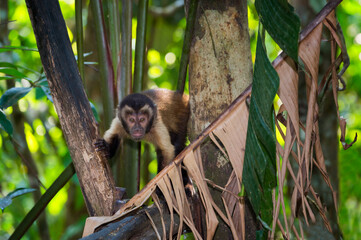 Tufted capuchin (Cebus apella), also known as brown capuchin or black-capped capuchin, Amazon, Brazil
