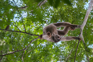 Northern Muriqui (Brachyteles hypoxanthus), Critically endangered, Caratinga, Minas Gerais, Brazil