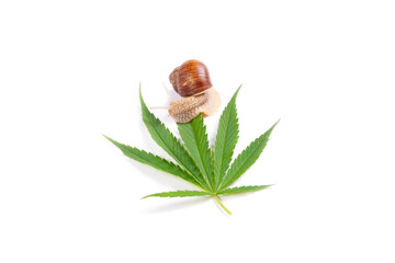 snail eats leaf of green marijuana plant isolated on white background