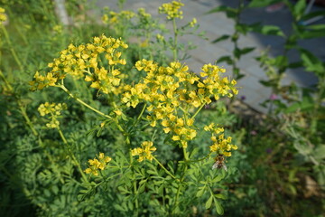 Rue (Ruta graveolens, Rutaceae) - Zierpflanze und -pflanze, die gemeinhin als Rue, Gemeinderue oder Kräuterpflanze der Gnade bezeichnet werden. Aussicht auf Gelbe Blumen

T