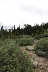 Mount Goliath Natural Area, Mount Evans Colorado