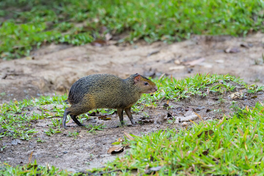 Azara's agouti (Dasyprocta azarae), Mato Grosso do Sul, Brazil
