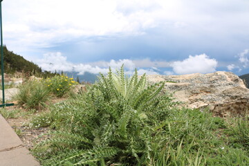 Mount Goliath Natural Area, Mount Evans Colorado