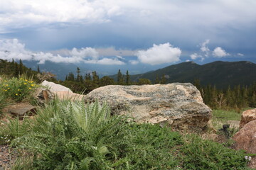 Mount Goliath Natural Area, Mount Evans Colorado