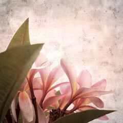 textured stylish old paper background, square, with frangipani flowers