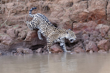 Young Jaguar (Panthera onca) walking on a riverbank and entering the water, Cuiaba river, Pantanal,...