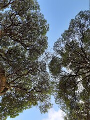trees and sky