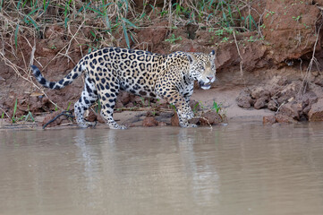 Young Jaguar (Panthera onca) walking on a riverbank and entering the water, Cuiaba river, Pantanal, Mato Grosso, Brazil