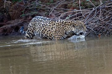 Fototapeta na wymiar Young Jaguar (Panthera onca) walking on a riverbank and entering the water, Cuiaba river, Pantanal, Mato Grosso, Brazil