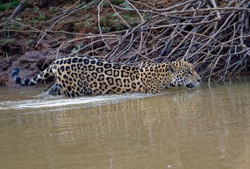 Young Jaguar (Panthera onca) walking in the water, Cuiaba river, Pantanal, Mato Grosso, Brazil