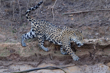 Young Jaguar (Panthera onca) walking on a riverbank and entering the water, Cuiaba river, Pantanal, Mato Grosso, Brazil