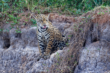 Young Jaguar (Panthera onca) sitting on a riverbank, Cuiaba river, Pantanal, Mato Grosso, Brazil