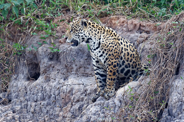 Young Jaguar (Panthera onca) sitting on a riverbank, Cuiaba river, Pantanal, Mato Grosso, Brazil