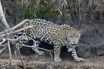 Young jaguar (Panthera onca) stalking on riverbank, Cuiaba river, Pantanal, Mato Grosso State, Brazil