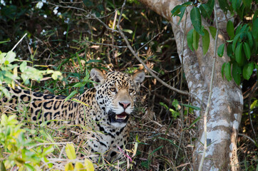 Young jaguar (Panthera onca) hidden in trees, Cuiaba river, Pantanal, Mato Grosso State, Brazil