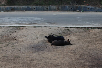 Dog at mountain area