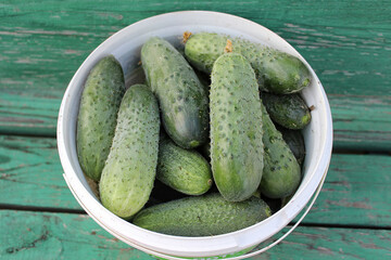 Fresh cucumbers in a plastic bucket