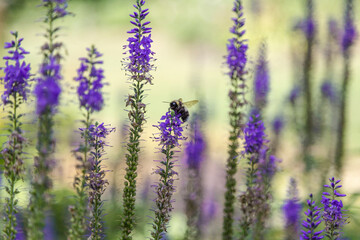 Naklejka premium Speedwell purple flowers with bumble bee.