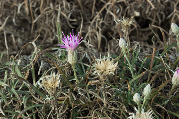 The Russian knapweed (lat. Rhaponticum repens or Acroptilon repens) of the family Asteraceae....