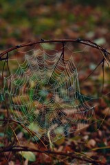 autumn spider web with water drops