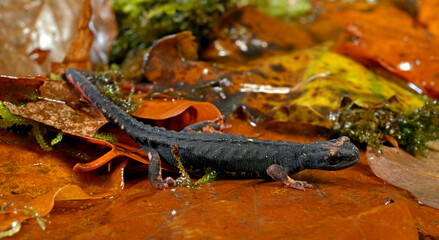 Northern spectacled salamander / Nördlicher Brillensalamander (Salamandrina perspicillata)