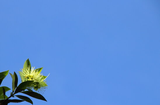 Light yellow flower of Golden Penda or Expo Gold is blooming on branch with leaves and blue sky background. Another name is Xanthostemon chrysanthus, Junjum, First love.