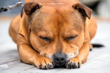 Staffordshire bull terrier sleeping with paws under his nose. Dog, pet and relaxation comcept.