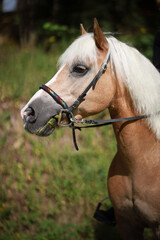 Obraz premium Horse Haflinger head portraits, with bridle, photographed from the side..