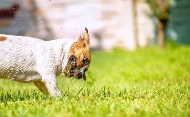 happy jack russell terrier playing with a watering hose from which a stream of water runs on a...