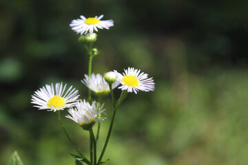 The Chamomile on the Green Grass Blured Background Left Side