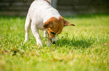 happy jack russell terrier playing with a watering hose from which a stream of water runs on a...