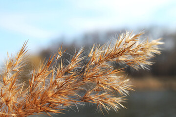The Dark Yellow Autumn Grass on the Wind