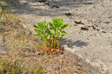 Junge Nachtkerze, Oenothera ssp 
