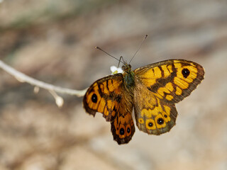 Wall Brown Butterfly, Lasiommata megera, by the river Cazuma, near Bicorp, Spain