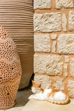 Red house kitten by exquisite traditional pottery in the colorful village of Margarites,  Crete, Greece
