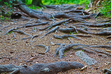 the roots grow on earth