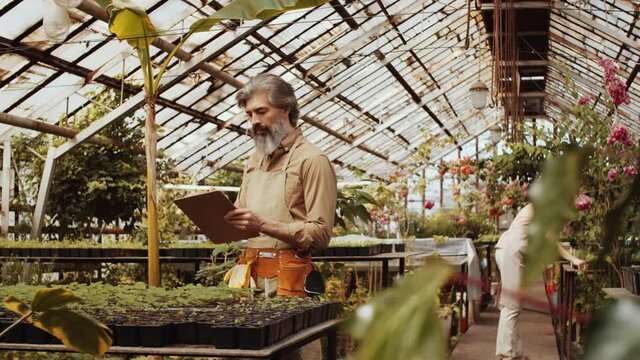 Senior bearded man in apron checking plants in pots and taking notes on clipboard while woman working in background in greenhouse farm