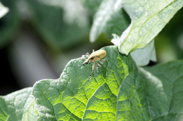 Lixus pulverulentus on a leaf