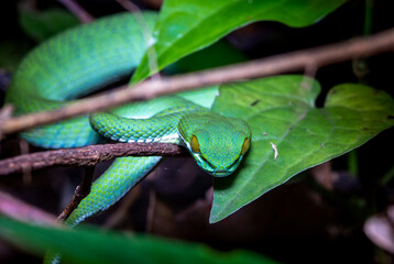 Large-eyed Green Pitviper or Green pit vipers or Asian pit vipers