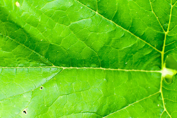 Background or texture of nature green leaves. Close up macro.