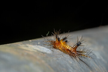 macro image of a Stinging Nettle Slug Caterpillar - Scopelodes