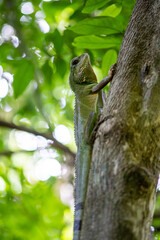 Chinese Water Dragon - Side view and a closeup of the Chinese Water Dragon, also Green Water Dragon, in forest