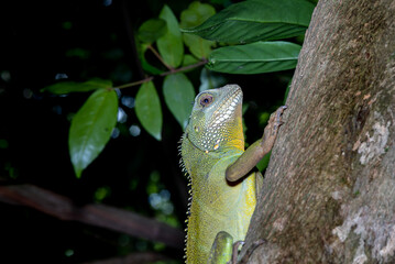 Chinese Water Dragon - Side view and a closeup of the Chinese Water Dragon, also Green Water Dragon, in forest