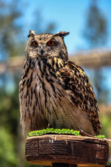 great horned owl
